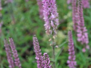 Veronica spicata 'Barcarolle'