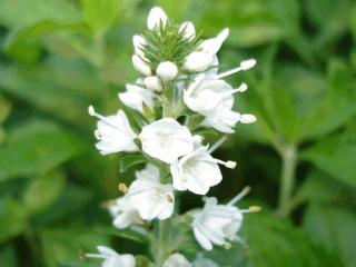 Veronica spicata 'Icicle'