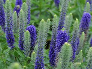 Veronica spicata 'Royal Candles' ®