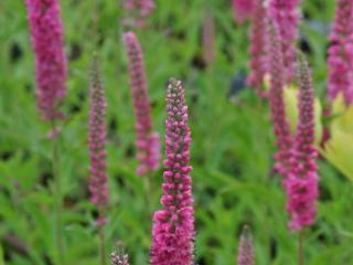 Veronica spicata 'Rotfuchs'