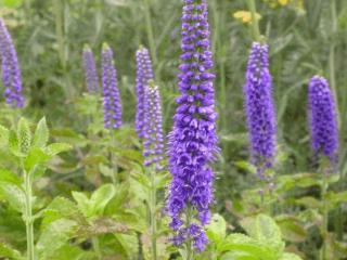 Veronica spicata 'Sunny Border Blue'