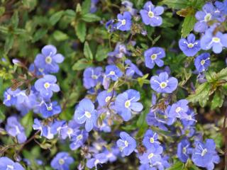 Veronica umbrosa 'Georgia Blue'