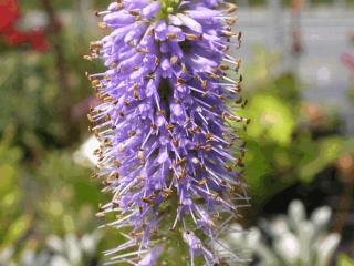 Veronicastrum virginicum 'Apollo'