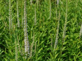 Veronicastrum virginicum 'Diana'