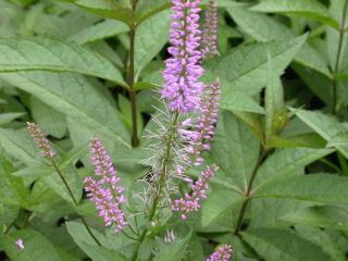 Veronicastrum virginicum 'Fascination'