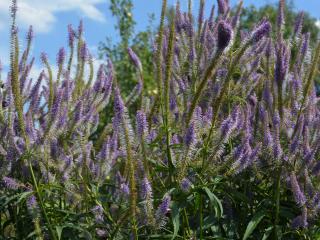 Veronicastrum virginicum 'Fascination'