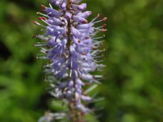 Veronicastrum virginicum 'Lavenderturm'