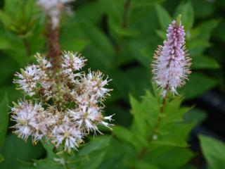 Veronicastrum virginicum 'Pink Glow'