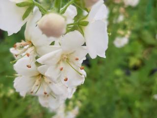 Verbascum hybride 'White Domino'