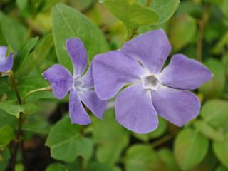 Vinca major