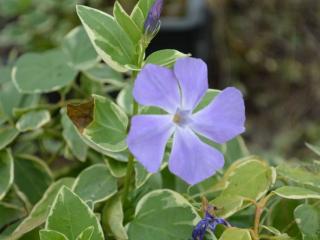 Vinca major 'Variegata'