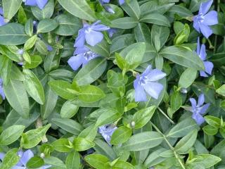 Vinca minor