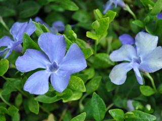 Vinca minor 'Anna' ®