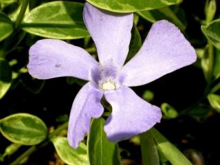 Vinca minor 'Argenteovariegata'