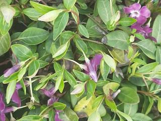 Vinca minor 'Atropurpureum'