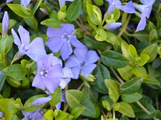 Vinca minor 'Bowles Variety'