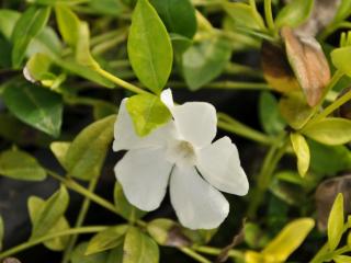 Vinca minor 'Elisa' ®