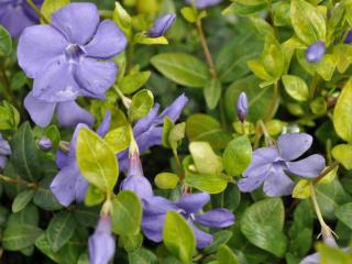 Vinca minor 'Flower Power'