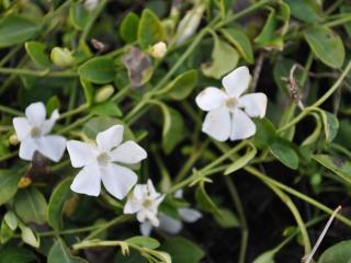 Vinca minor 'Gertrude Jeckyll'