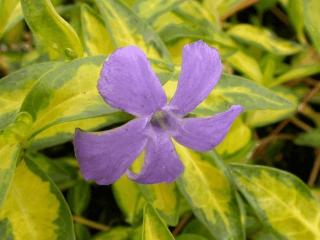 Vinca minor 'Illumination'