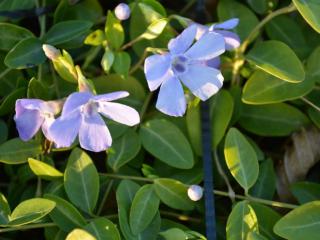 Vinca minor 'Josefine' ®