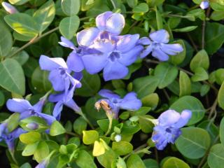 Vinca minor 'Marie' ®