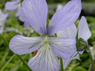 Viola cornuta 'Boughton Blue'