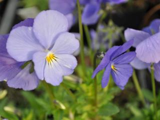 Viola cornuta 'Blue Perfection'