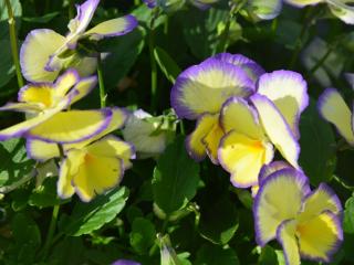 Viola cornuta 'Etain'