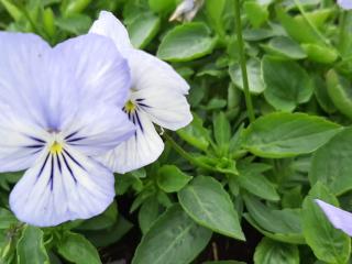 Viola cornuta 'Icy but Spicy'