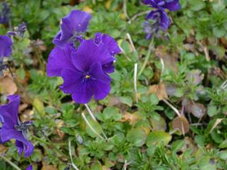 Viola cornuta 'Martin'