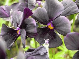 Viola cornuta 'Molly Sanderson'