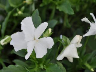 Viola cornuta 'White Perfection'