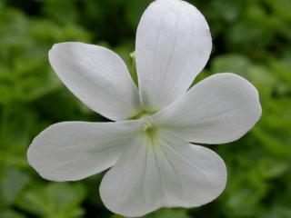 Viola cornuta 'Wisley White'