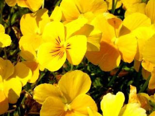 Viola cornuta 'Yellow Perfection'