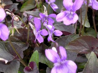 Viola labradorica