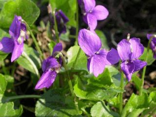 Viola odorata
