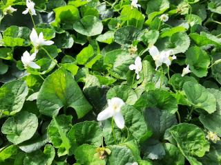 Viola odorata 'Alba'