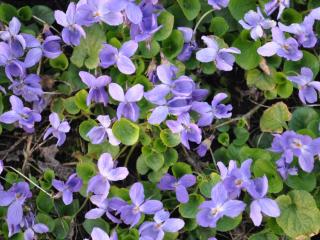 Viola odorata 'Königin Charlotte'