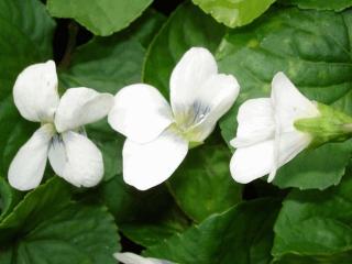 Viola soraria 'Albiflora'