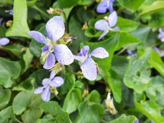 Viola soraria 'Dark Freckles'