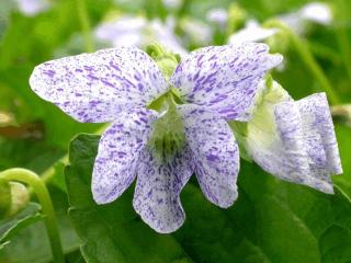 Viola soraria 'Freckles'