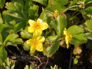 Waldsteinia ternata