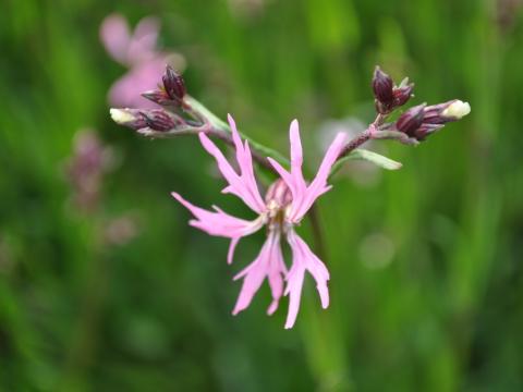 Waterplanten