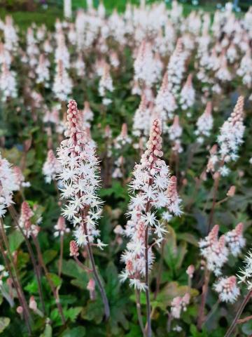 tiarella