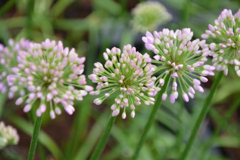 allium millenium