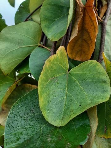 Cercis siliquastrum MRST