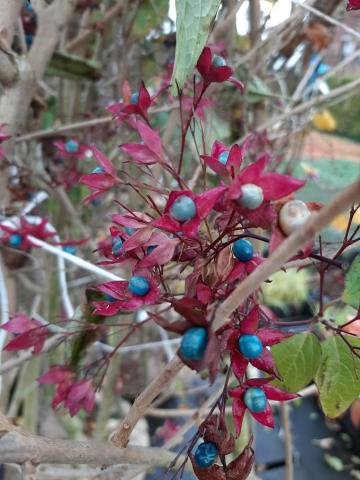 Clerodendron trichotomum MRST