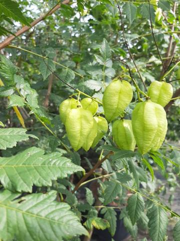 Koelreuteria paniculata MRST