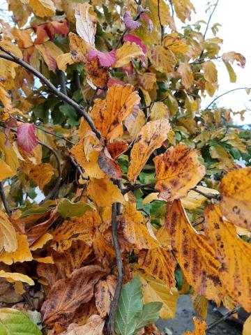 Parrotia persica MRST SOL
